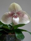 Paphiopedilum Hangianum х bellatulum 